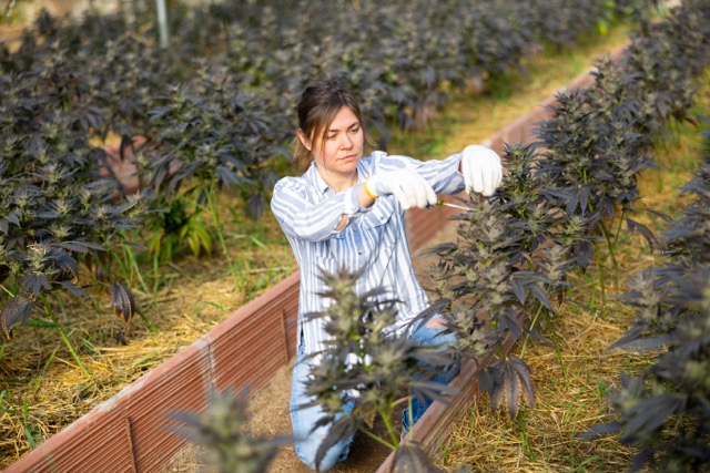 Female cannabis grower tending to mature marijuana plants in a greenhouse – showcasing cultivation practices for premium cannabis flower in New Jersey.