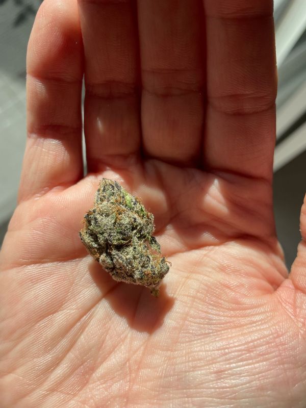 Single Blue Nerdz cannabis bud held in a person’s palm under sunlight, showcasing trichomes and purple hues. Strain by Niche, available at Theo.