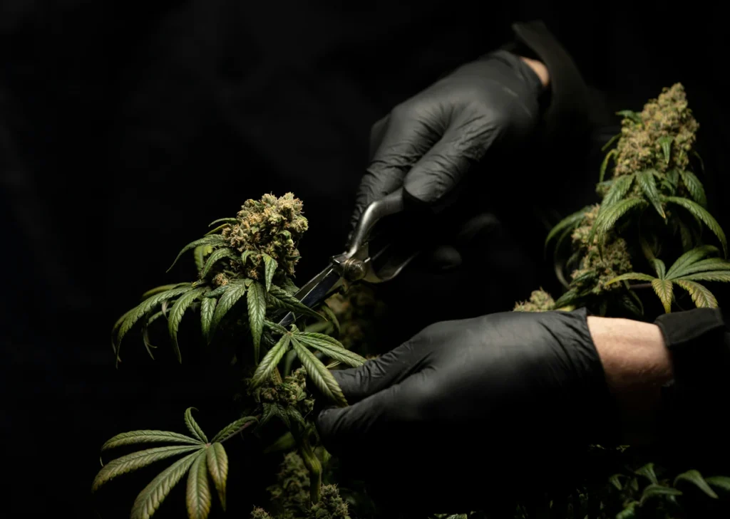 Cultivator trimming cannabis flower, part of the breeding and cultivation process behind indica vs sativa vs hybrid strains
