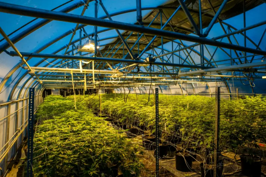 Cannabis plants growing inside a hoop house with supplemental grow lights