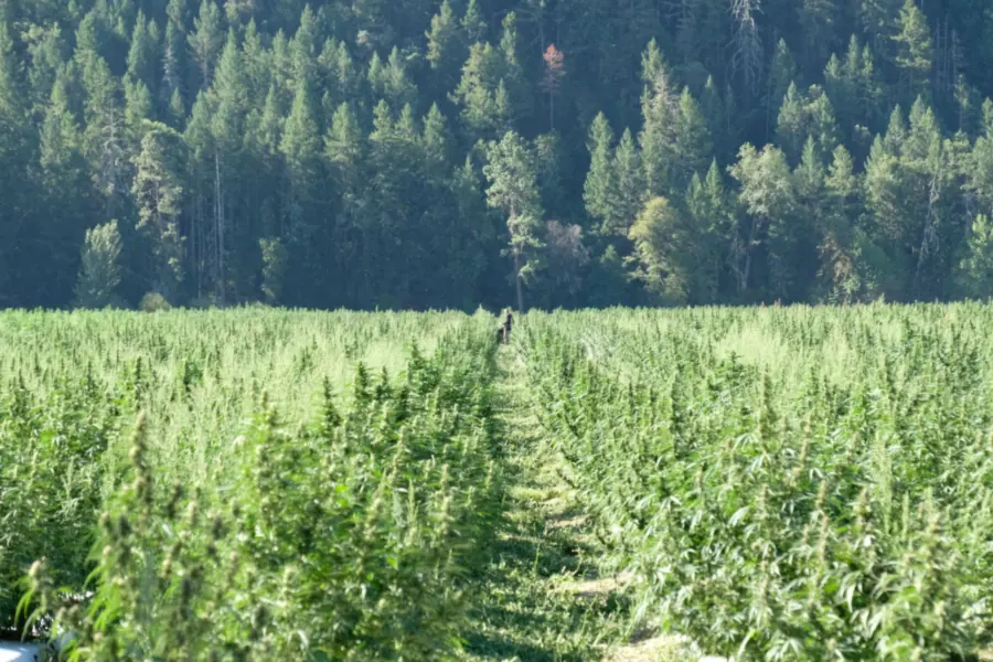 Outdoor grown weed flowering in a field beside an evergreen forest, with a grower walking between the rows
